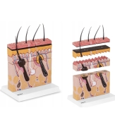 Profesjonalny model skóry głowy i włosów w formie anatomicznego przekroju 3D.