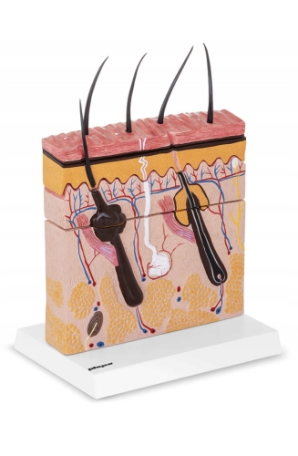 Przekrój naskórka, skóry właściwej i tkanki podskórnej w modelu budowy skóry głowy.