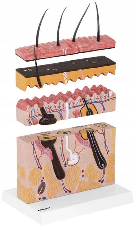 Przekrój trzech warstw skóry w modelu anatomicznym