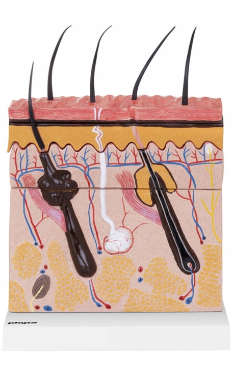 Model mieszka włosowego w skórze głowy