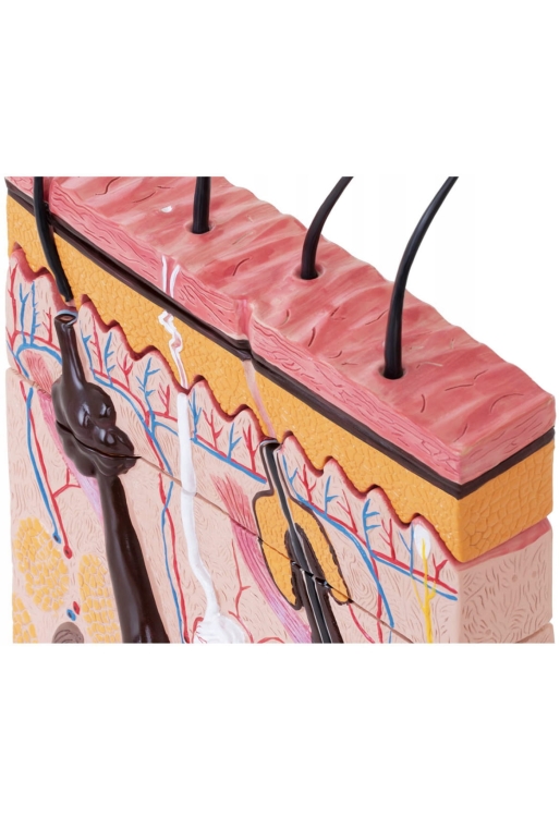 Model budowy mieszka włosowego i otaczających go struktur w skórze głowy.